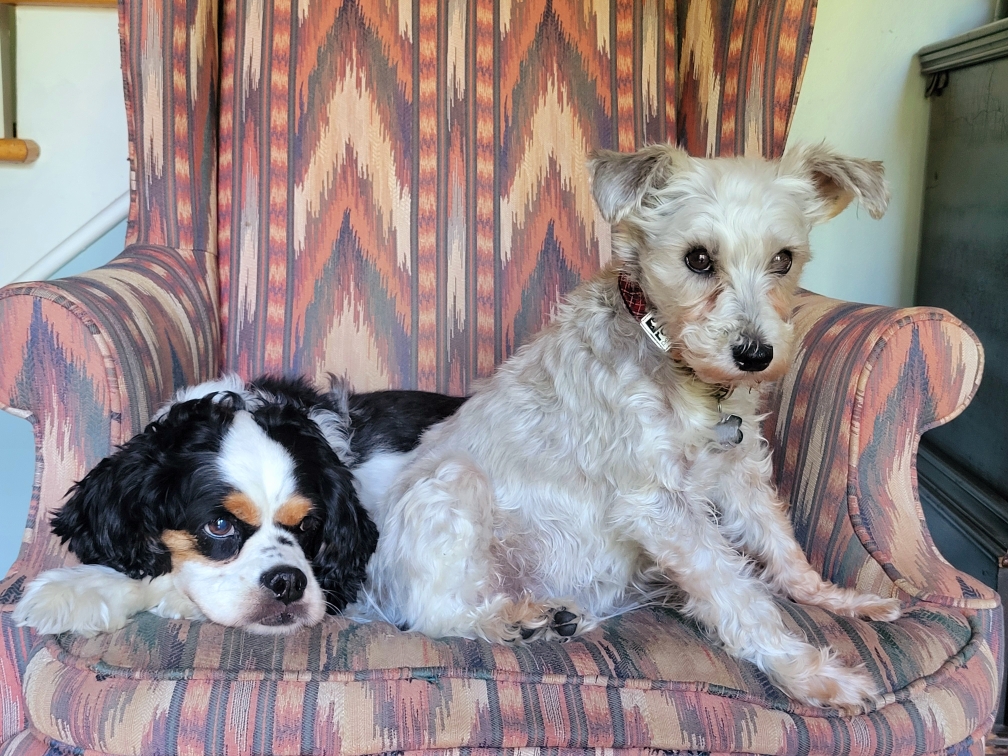 2024-06-11 Gus and Pepper.jpeg